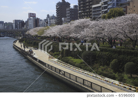 隅田公園的櫻花 6596003