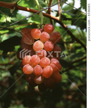 Grapes 6596065