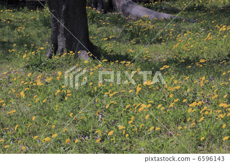 罐裝蒲公英 罐裝蒲公英 6596143