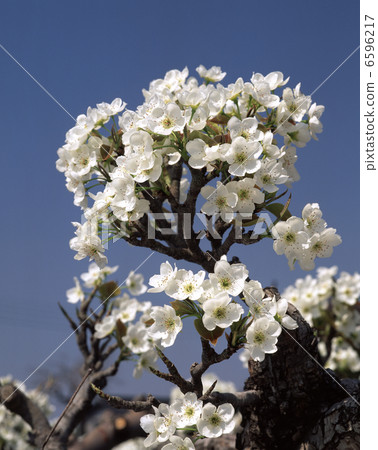 無花的花（Shinken） 6596217