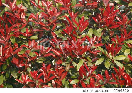 Kaname Memochi 6596220