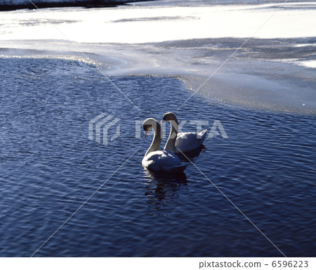 雪中的天鵝融化了沼澤 雪中的天鵝融化了沼澤 6596223