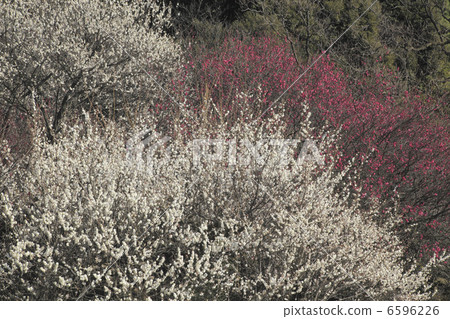梅花園 梅花園 6596226