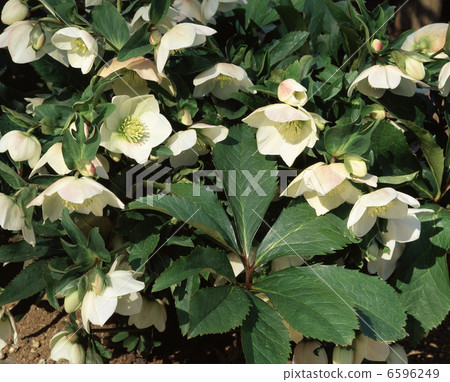 Christmas Rose (Snow White) 6596249