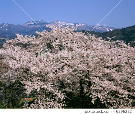 棗喇嘛和櫻花 棗喇嘛和櫻花 6596282