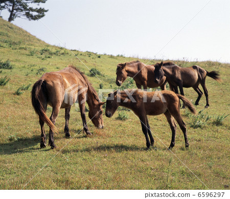 開普敦的野馬 開普敦的野馬 6596297
