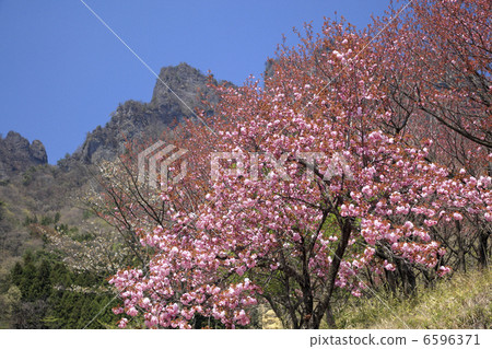 櫻花和落石 6596371