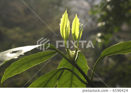 青木的萌芽 6596424