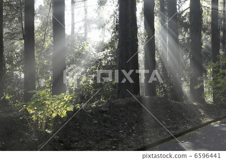 Sunshine Yang 6596441