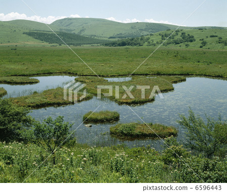 Yashima Mogara 6596443