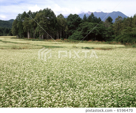 Buckwheat flower and Ontakeyama 6596470