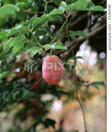 Mubane nuts Mubane nuts 6596496