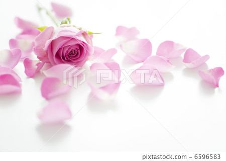 Rose petals 6596583