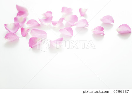 Rose petals 6596587