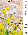 春天的花朵強姦鮮花和櫻花 6596591