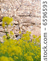 春天的花朵強姦鮮花和櫻花 6596593