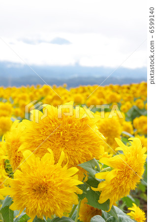 Yaesu Himawari 6599140