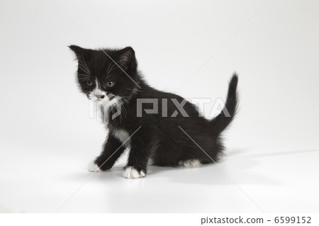 Black cat Black cat 6599152