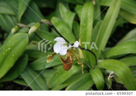 Padio Pedylum 6599307