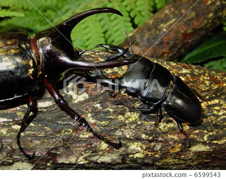 Battle in the Forest of Okuwagata VS Atlas Amaranthus 6599543