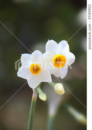 Narcissus 6599902