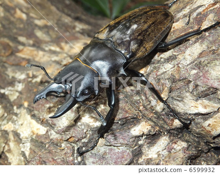 Dahlmann glutinacea on the forest tree Dahlmann glutinacea on the forest tree 6599932