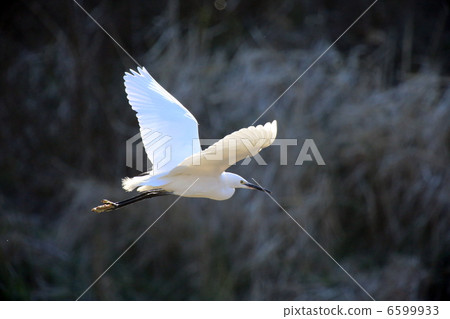 Flying of a fly 6599933