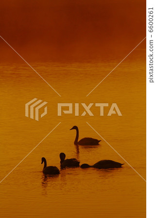 Tundra swan 6600261