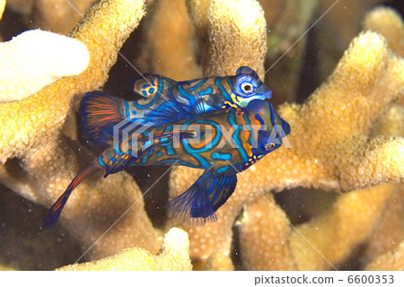 產卵茄子 產卵茄子 6600353