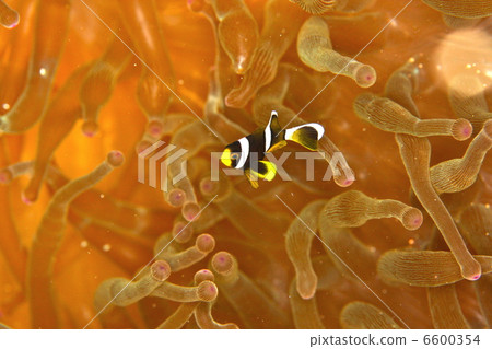 銀蓮花魚寶寶 銀蓮花魚寶寶 6600354