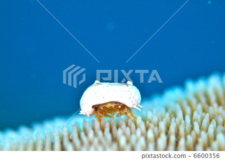 Yukinoko Bunshi Yukinoko Bunshi 6600356