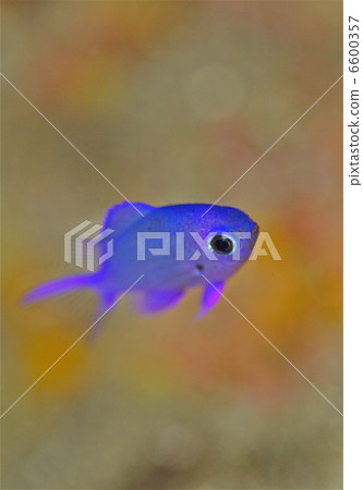 白尾黃尾yg 6600357