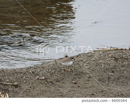 Icharcondri Icharcondri 6600364