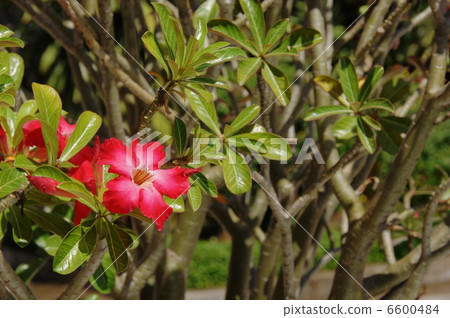 2月Adenium·Lepidopterae 15越南 6600484
