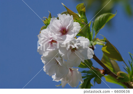 Sakuyahime (Sakiyahime) - Sakura Sakuyahime (Sakiyahime) - Sakura 6600636