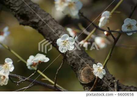 Hatsukari white flowers and buds 6600656