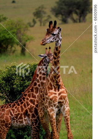 Parent and child of Masai giraffe 6600996
