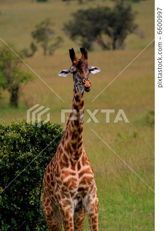 馬賽長頸鹿 馬賽長頸鹿 6600997