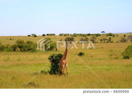 馬賽長頸鹿 6600998
