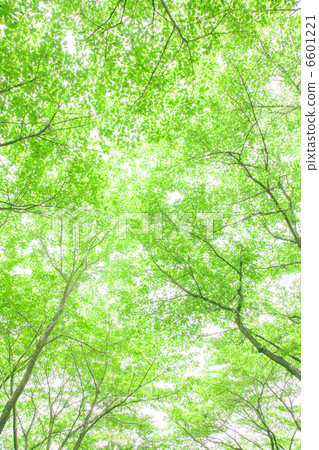 Forest of early summer 6601221