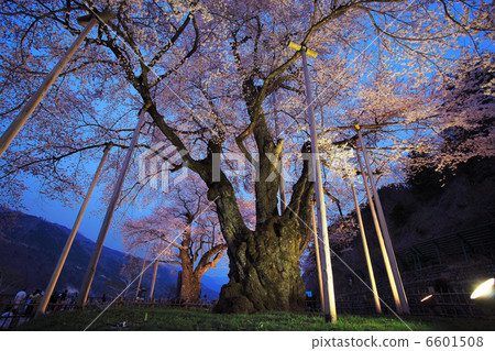 Shosokawa cherry light up 2 Shosokawa cherry light up 2 6601508