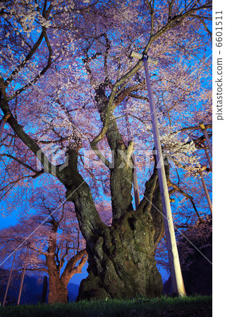 Shosokawa cherry light up 3 6601511