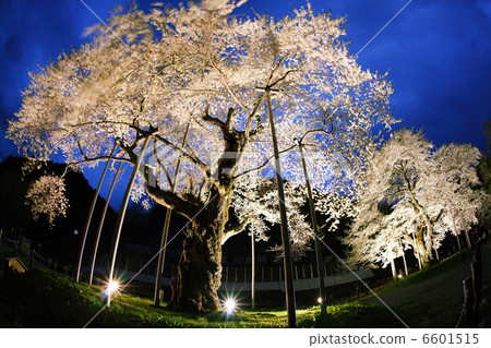 Shokawa cherry light up 5 Shokawa cherry light up 5 6601515