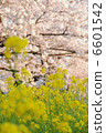 春天的花朵強姦鮮花和櫻花 6601542
