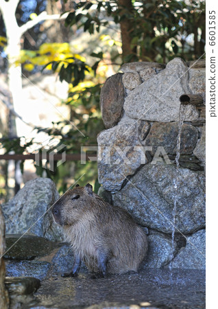 Capybara Hot Springs 6601585