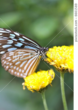 琉球淺木斑 6601589