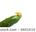 Cucumbers with flowers 6601610