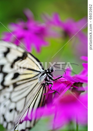 蝴蝶的天堂 6601662