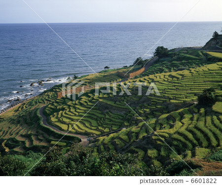 White rice Senjita White rice Senjita 6601822