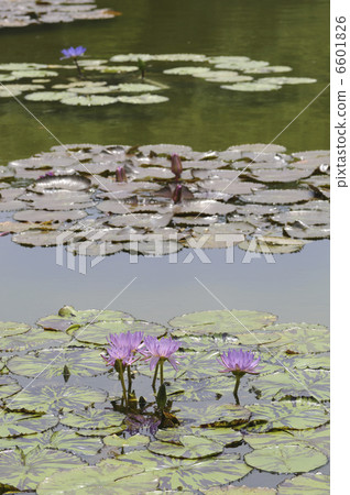 Water lily flowers in the pond Water lily flowers in the pond 6601826